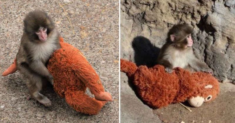 From rejection to comfort, how a toy became a baby monkey's mother in Japan