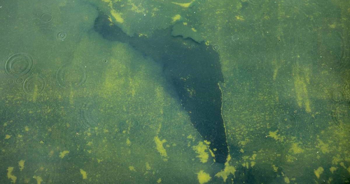 Seen through algae-laden green water, a tear in the recently applied sealant can be seen on the bottom of the Lincoln Memorial Reflecting Pool in Washington, DC. (Image Source: Getty Images | Photo by Chip Somodevilla)